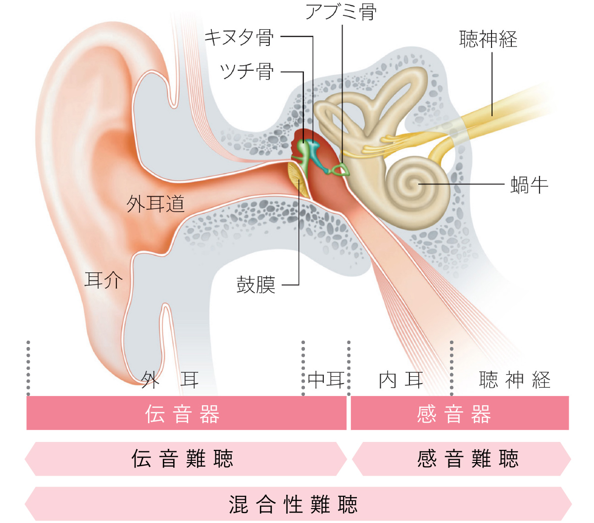 耳の構造